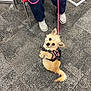 animal, carpet, chair, cute, dog, floor, furry, harness, indoor, leash, looking_up, pants, person, pet, scruffy, seated, service_dog, shoes, small_dog, waiting_area