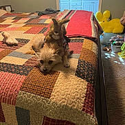 Georgie is registered to the contest to win money with this photo: animal, bed, bedroom, blanket, carpet, comfort, cozy, dog, dresser, floor, furniture, indoor, lying_down, patchwork, pet, plush_toy, quilt, relaxing, stuffed_animal, toy