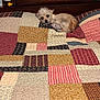 Georgie is registered to the contest to win money with this photo: bed, blurred_face, brown, cozy, cream, dog, drawer, eagle, fabric, furniture, household, indoor, patchwork, pattern, plush_toy, quilt, resting, sleepy, small_dog, wood