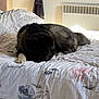 dog, bed, blanket, fluffy, indoor, window, curtain, white_bed, resting, pet, animal, floor, tile_floor, cozy, sleepy, fur, paw, home, quiet, relaxing
