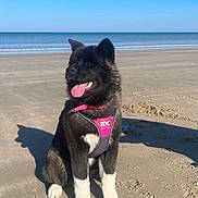 Vaya a rejoint le concours — aidez-le/la à gagner de superbes lots ! dog, beach, sand, ocean, sky, sunny, harness, black_dog, white_paws, tongue_out, sitting, outdoor, pet, canine, happy, nature, water, coast, animal, daytime