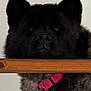 Vaya participe au concours pour gagner de l'argent avec cette photo : dog, black_fur, pink_collar, wooden_slats, paws, indoor, relaxed, curious, pet, animal, closeup, resting, fur, ears, face, nose, domestic, companion, cute, cozy