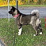 Vaya participe au concours pour gagner de l'argent avec cette photo : dog, animal, pet, outdoor, grass, collar, leash, sidewalk, curled_tail, alert, nature, canine, fence, flowering_plants, pavement, daylight, park, walking, pink_collar, black_and_white