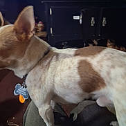 Nugget joined the competition — help win amazing prizes! dog, small_dog, brown_and_white, collar, dog_tag, indoor, furniture, dark_background, pet, animal, standing, side_view, blurred_background, domestic, canine, companion, home, floor, legs, ears