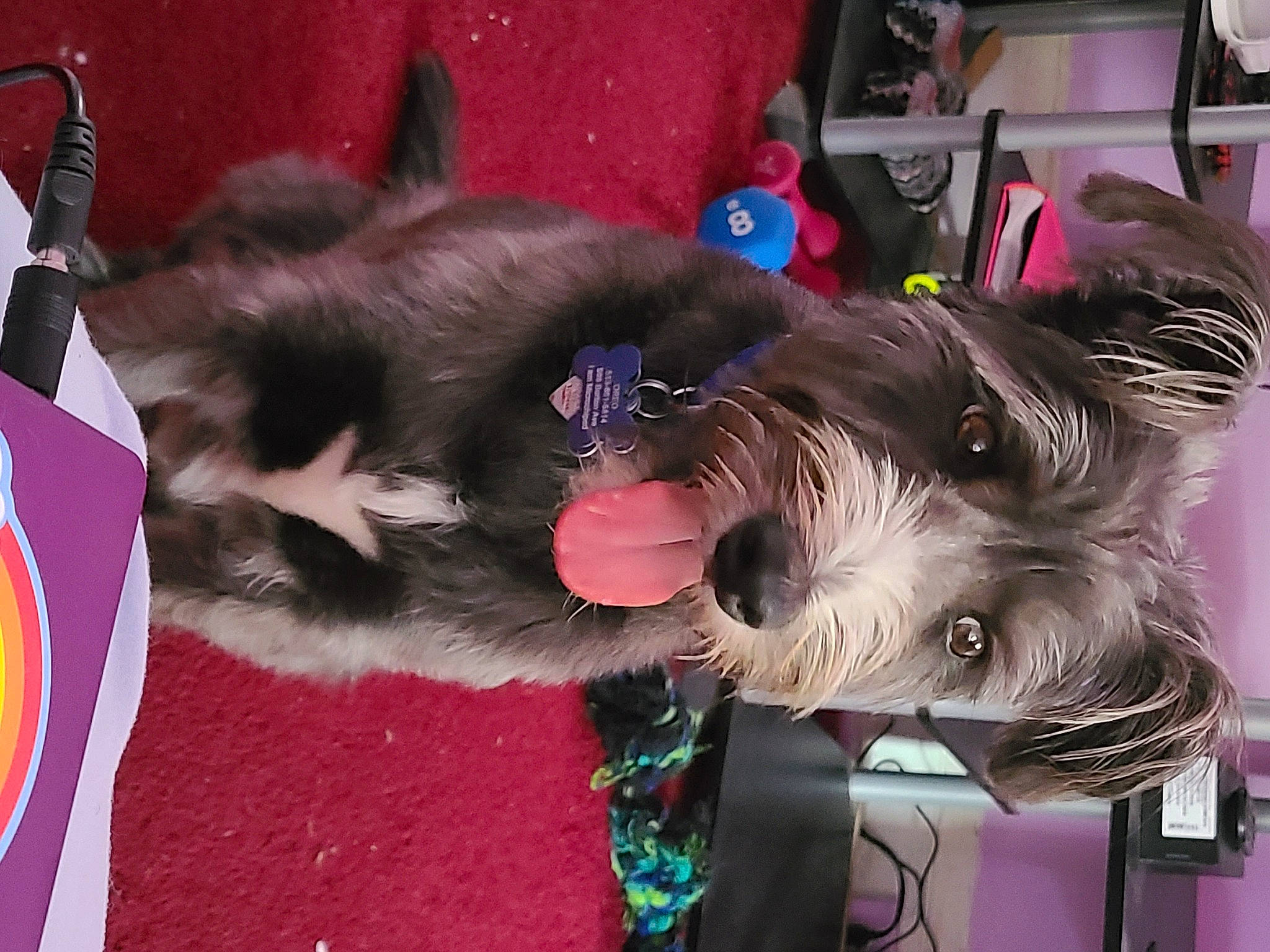 Oreo is registered to the contest to win money with this photo: affenpinscher, cairn_terrier, canidae, carnivore, companion_dog, dog, dog_breed, ear, liver, mammal, miniature_schnauzer, schnauzer, snout, sporting_group, standard_schnauzer, terrier