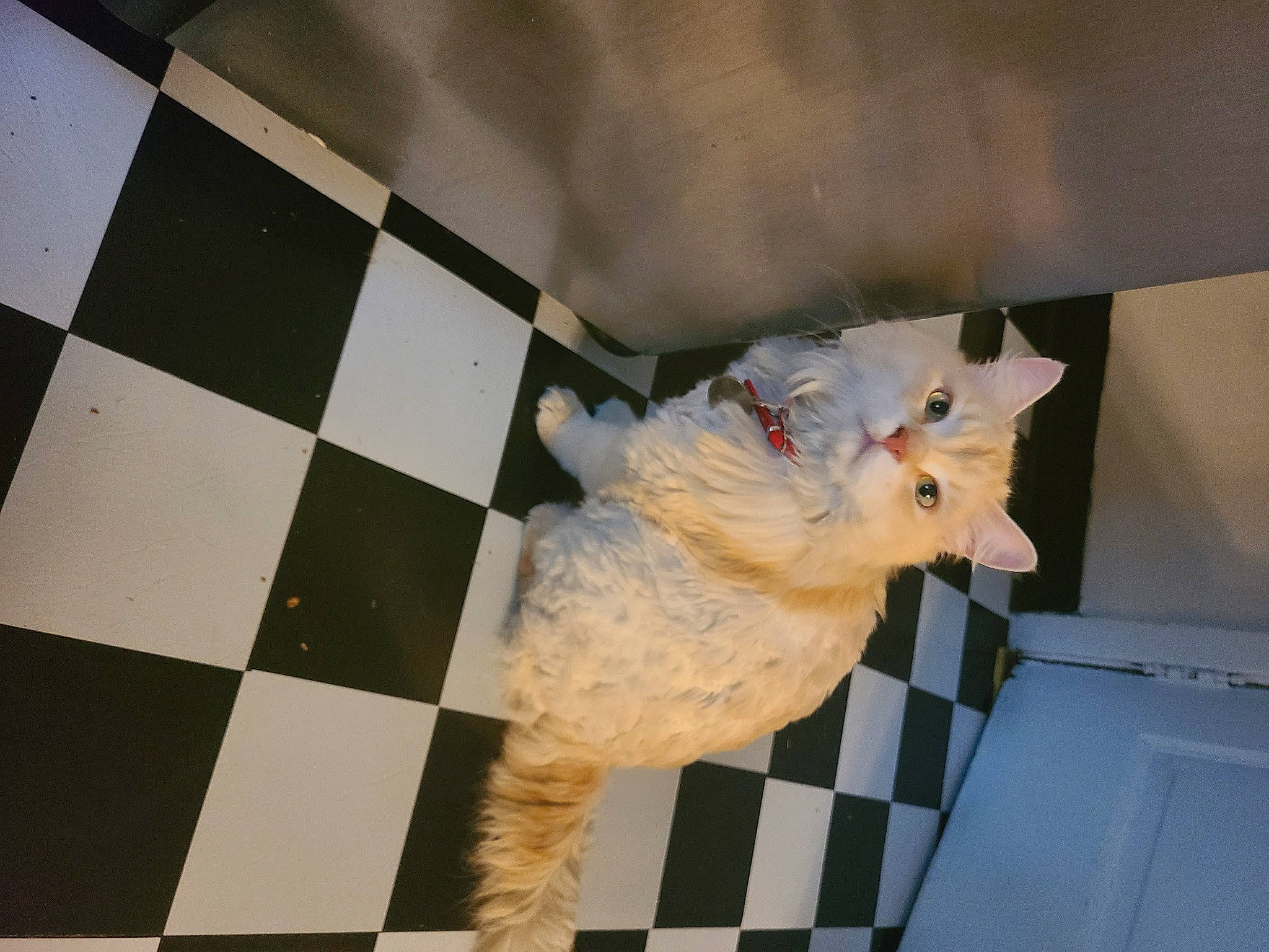 King joined the competition — help win amazing prizes! canidae, carnivore, cat, felidae, fur, room, square, tail