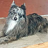 dog, merle_coat, long_hair, lying_down, indoor, pet, curious, blue_eye, brown_eye, floor, tile, animal, canine, fur, relaxed, looking_at_camera, ears_up, domestic, companion, cute