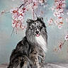 backdrop, black_and_white, blue_merle, canine, cherry_blossoms, dog, fabric, floral_background, flowers, fluffy, heterochromia, long_hair, mismatched_eyes, pet, pointed_ears, portrait, sitting, studio, symmetrical_composition, tongue_out