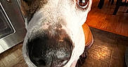 Luna joined the competition — help win amazing prizes! animal, brown, canine, close_up, curious, dog, domestic, eyes, floor, fur, furniture, home, indoors, kitchen, nose, pet, portrait, snout, white, wooden_floor