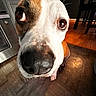 animal, brown, canine, close_up, curious, dog, domestic, eyes, floor, fur, furniture, home, indoors, kitchen, nose, pet, portrait, snout, white, wooden_floor