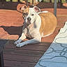 Luna is registered to the contest to win money with this photo: animal, brown_and_white, canine, companion, daytime, dog, domestic_animal, ears, furniture, outdoor, patterned_rug, paw, pet, quiet, relaxed, resting, summer, sunlight, sunny, wooden_deck