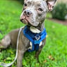 alert, animal, blue_harness, canine, close_up, daylight, dog, domestic_animal, ears_up, fur, grass, gray_dog, greenery, leash, muzzle, nature, outdoor, pet, portrait, sitting