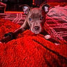 Cali Blake joined the competition — help win amazing prizes! accessory, animal, bed, blanket, carpet, closeup, cozy, cute, dog, ears, fitness_band, fur, home, indoor, pet, puppy, red_lighting, relaxing, resting, watch