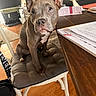 Cali Blake joined the competition — help win amazing prizes! animal, brown_dog, chair, curious, cushion, dog, domestic, ears_up, floor, furniture, home_decor, household, indoor, looking_up, papers, pet, photograph_frames, seated, wood_floor, wooden_table