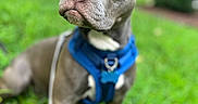 Cali Blake is registered to the contest to win money with this photo: alert, animal, blue_harness, canine, close_up, cute, dog, domestic_animal, ears, fur, grass, greenery, leash, nature, outdoor, pet, portrait, sitting, snout, young_dog