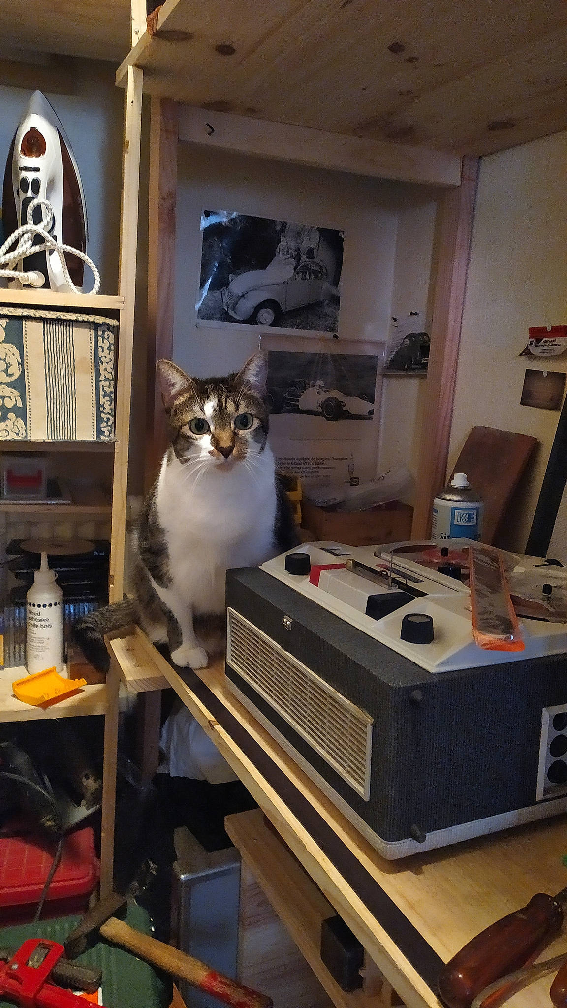 Carlos participe au concours pour gagner de l'argent avec cette photo : audio_equipment, bottle, carnivore, cat, door, felidae, flooring, gas, hardwood, home_appliance, kitchen_appliance, machine, office_equipment, room, shelf, shelving, small_to_medium_sized_cats, table, whiskers, wood