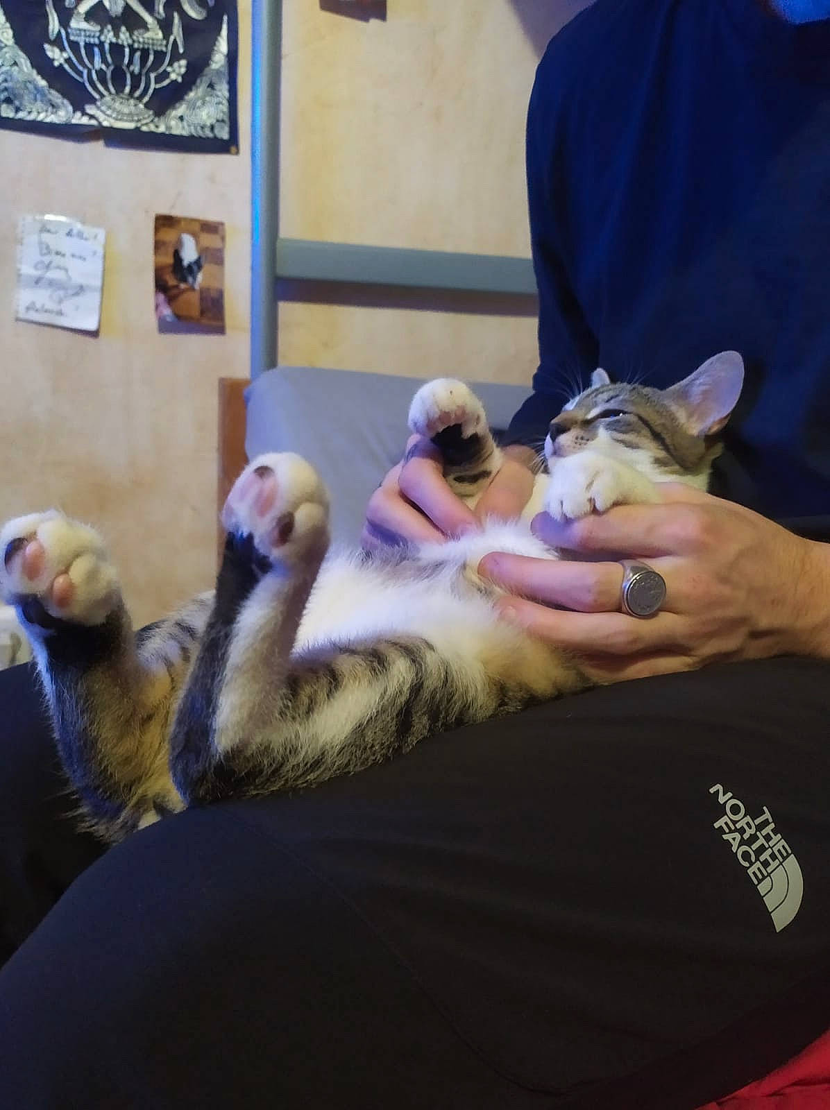 Carlos participe au concours pour gagner de l'argent avec cette photo : _geese_and_swans, art, beak, cat, child, duck, ducks, fawn, feather, felidae, fur, nail, picture_frame, seabird, small_to_medium_sized_cats, swan, tail, visual_arts, waterfowl, whiskers