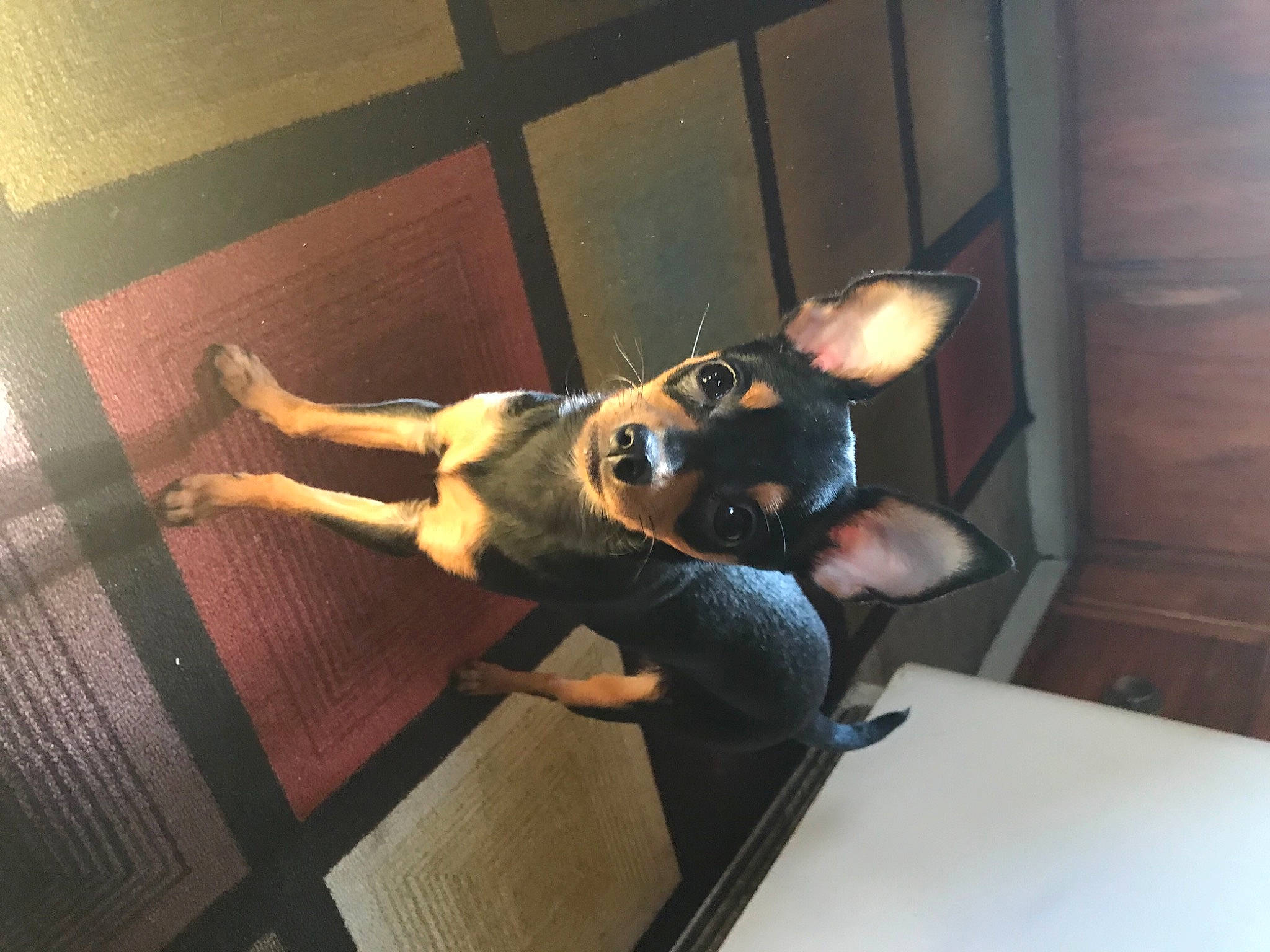 Piper is registered to the contest to win money with this photo: canidae, carnivore, comfort, companion_dog, dog, dog_breed, fawn, floor, flooring, fun, fur, guard_dog, hardwood, human_leg, room, snout, sporting_group, tail, thigh, wood