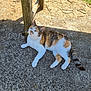 Paula a rejoint le concours — aidez-le/la à gagner de superbes lots ! cat, calico_cat, outdoor, sunlight, concrete, shadow, wooden_post, fur, animal, pet, relaxing, curious, texture, nature, daylight, whiskers, tail, green_eyes, mammal, quiet