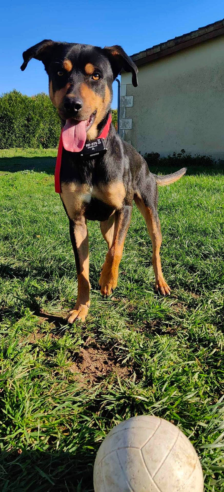 Rio participe au concours pour gagner de l'argent avec cette photo : alert, animal, ball, black_and_tan, blue_sky, canine, collar, daylight, dog, field, grass, happy, house, mammal, outdoor, pet, playing, sunny, tongue, yard