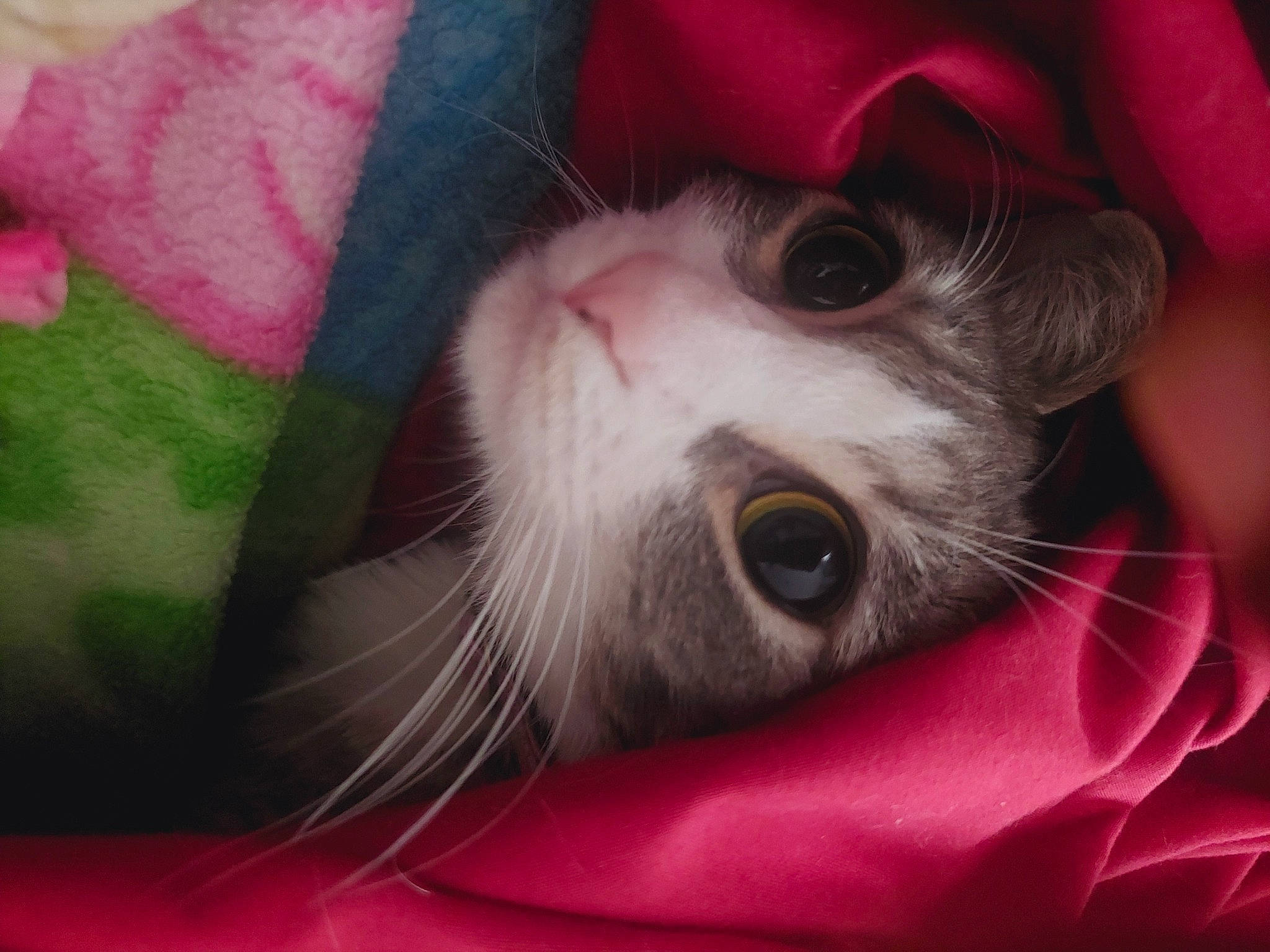 Meme is registered to the contest to win money with this photo: carnivore, cat, domestic_short_haired_cat, eyelash, felidae, fur, magenta, paw, pink, small_to_medium_sized_cats, snout, textile, whiskers