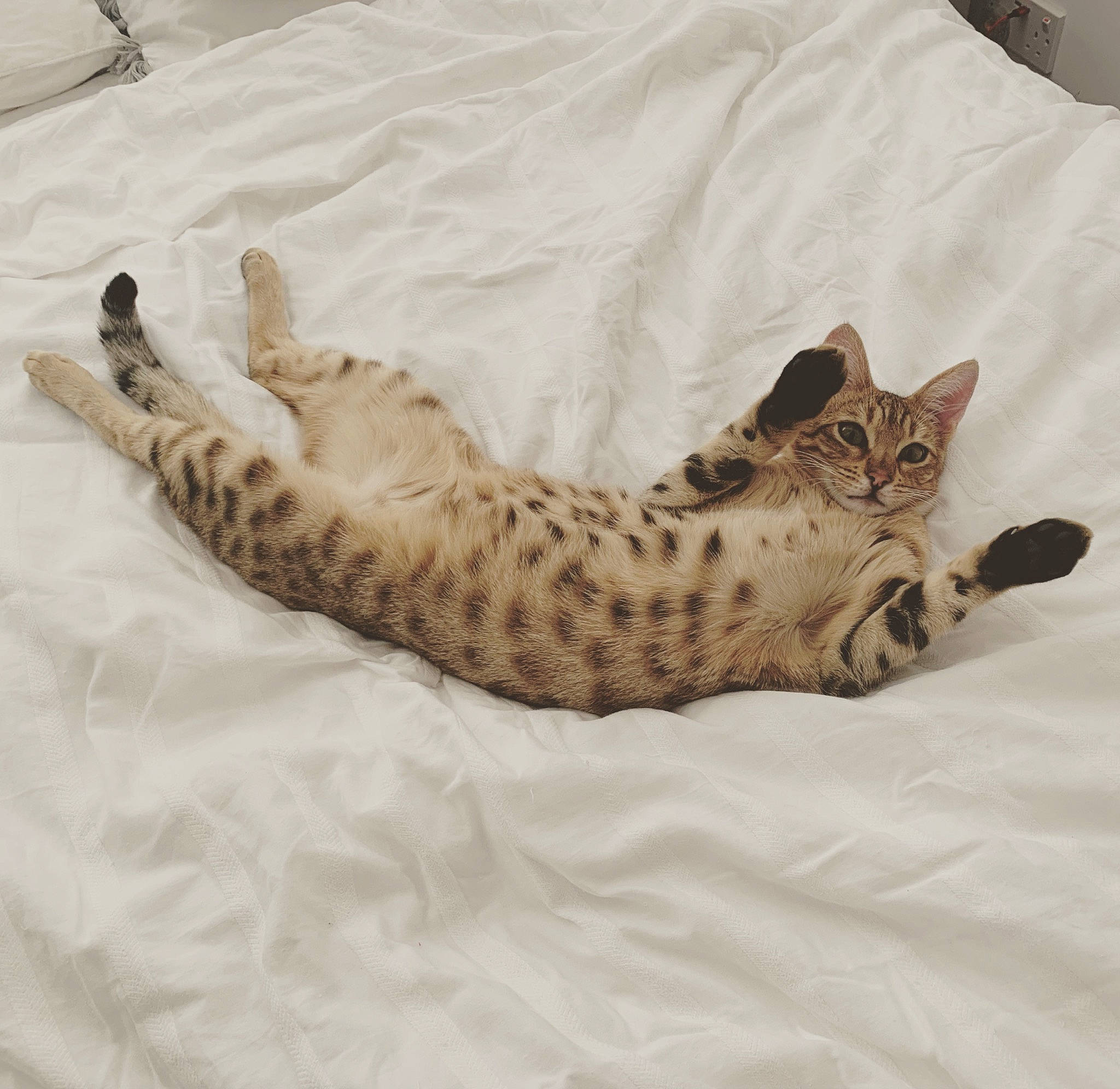 Charlie-brown is registered to the contest to win money with this photo: bed, carnivore, cat, cat_bed, cat_supply, comfort, domestic_short_haired_cat, fawn, felidae, fur, linens, paw, small_to_medium_sized_cats, snout, tail, terrestrial_animal, whiskers, wildlife