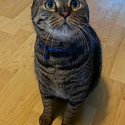 Moses is registered to the contest to win money with this photo: cat, tabby, pet, animal, indoor, floor, wooden_floor, collar, whiskers, ears, eyes, fur, sitting, looking_up, domestic_cat, mammal, cute, feline, striped, curious