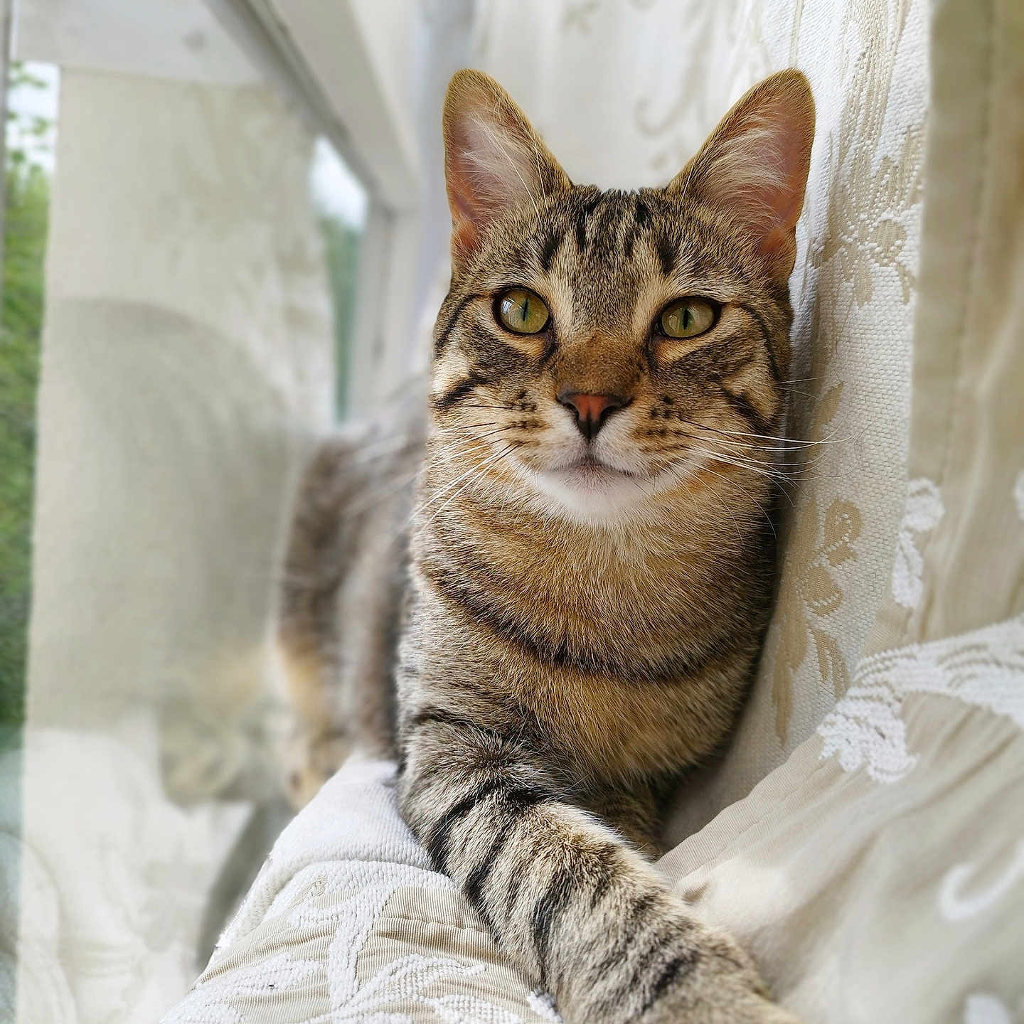 Tora a rejoint le concours — aidez-le/la à gagner de superbes lots ! abyssinian, animal, blanket, cat, chair, couch, curtain, cushion, egyptiancat, furniture, homedecor, kitten, linen, manx, person, pet, quilt, sleeping
