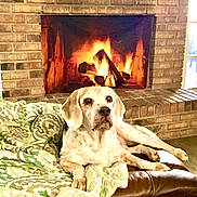 Max joined the competition — help win amazing prizes! dog, blanket, leather_couch, fireplace, brick_wall, flowers, indoor, pet, relaxed, cozy, warm, home_interior, animal, resting, fur, snout, ears, wood_fire, hearth, decor