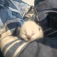 Pepper joined the competition — help win amazing prizes! kitten, newborn_kitten, cat, pet, bed, blanket, bedding, blue_pattern, stripes, cozy, sleeping, tiny, fur, closeup, soft_focus, blurry, out_of_focus, indoor, comfortable, cute