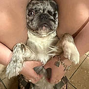 Pirate is registered to the contest to win money with this photo: dog, pug, pet, animal, upside_down, close_up, face, eyes, snout, wrinkled, gray_fur, white_fur, sitting, held, human_hands, jewelry, collar, indoor, chair, tile_floor