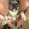 dog, pug, pet, animal, upside_down, close_up, face, eyes, snout, wrinkled, gray_fur, white_fur, sitting, held, human_hands, jewelry, collar, indoor, chair, tile_floor