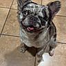 Pirate joined the competition — help win amazing prizes! dog, french_bulldog, puppy, sitting, winking, smiling, happy, open_mouth, tongue, blue_eye, floppy_ears, short_muzzle, brindle_coat, white_chest, paws, indoor, tile_floor, portrait, pet, playful
