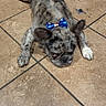 dog, puppy, small_dog, bow, blue_bow, lying_down, floor, tile, indoor, pet, fur, gray_fur, white_paws, facial_expression, grumpy, portrait, front_view, animal, adorable, photography