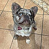 Pirate is registered to the contest to win money with this photo: dog, french_bulldog, puppy, pet, animal, portrait, sitting, indoors, kitchen, tile_floor, wooden_cabinet, wrinkles, ears, blue_eye, collar, harness, short_snout, fluffy, cute, looking_at_camera