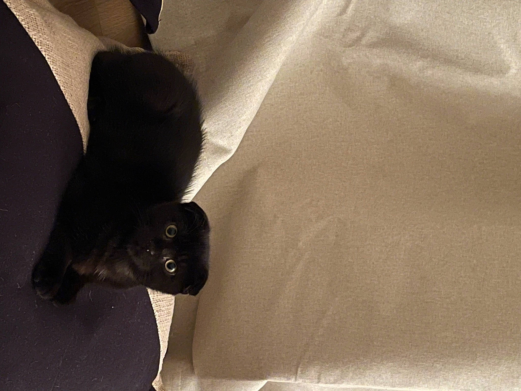 Bruno joined the competition — help win amazing prizes! black_cat, carnivore, cat, comfort, elbow, eye, felidae, fur, gesture, grey, human_leg, leg, shadow, sleeve, small_to_medium_sized_cats, snout, tail, thigh, tints_and_shades, whiskers