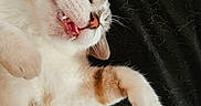 Maya a rejoint le concours — aidez-le/la à gagner de superbes lots ! abyssinian, angora, animal, bodypart, cat, couch, finger, hand, hardwood, kitten, manx, mouth, person, pet, siamese, sleeping, snout, teeth, tongue, wood