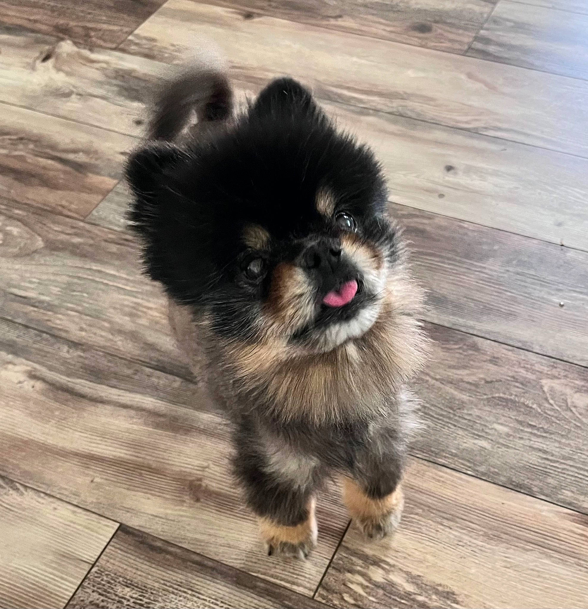 Tan joined the competition — help win amazing prizes! carnivore, companion_dog, dog, dog_breed, flooring, fur, german_spitz, hardwood, liver, paw, plank, snout, spitz, tail, terrestrial_animal, toy_dog, whiskers, wood, wood_stain, working_animal