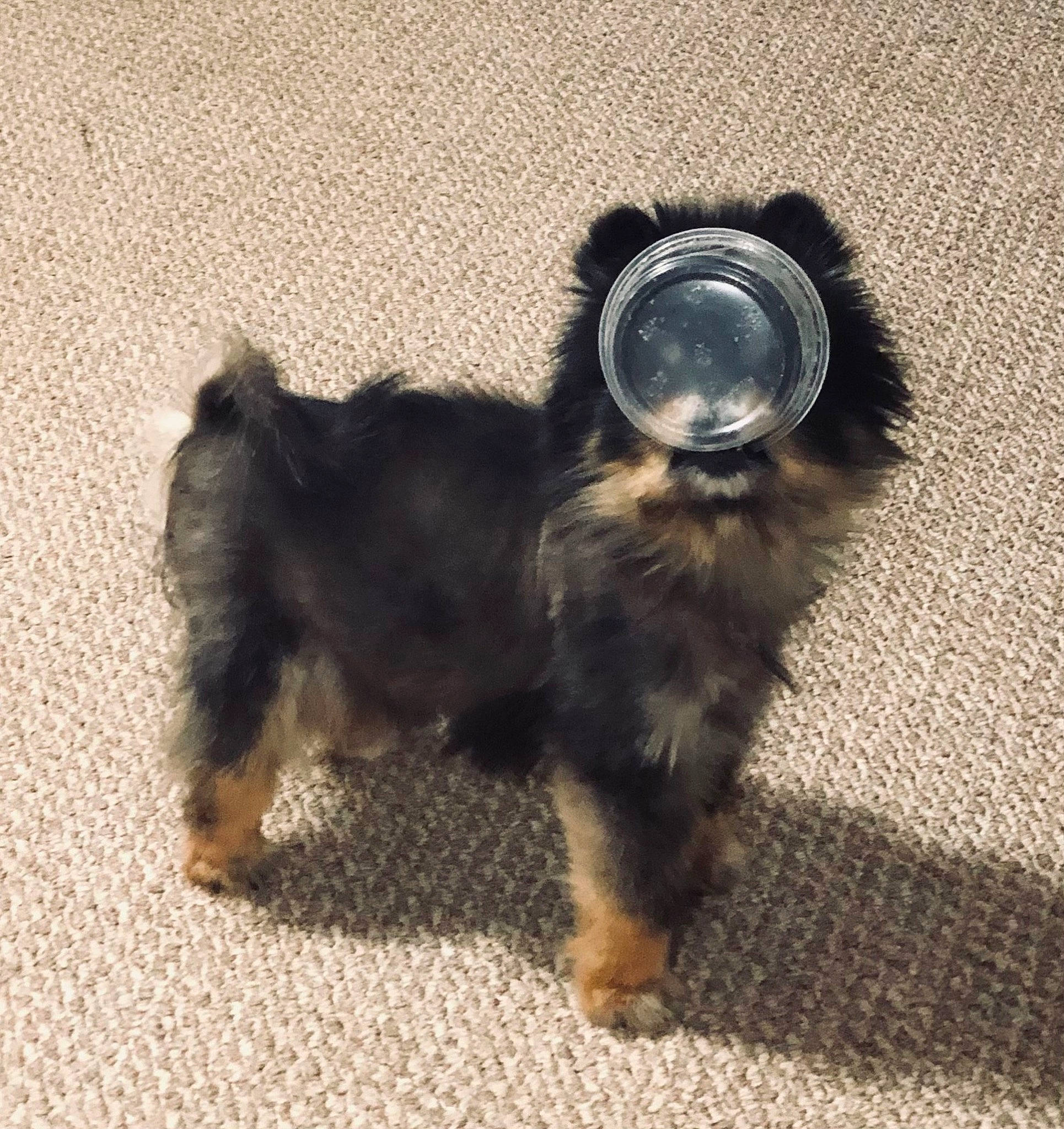 Tan joined the competition — help win amazing prizes! asphalt, canidae, carnivore, companion_dog, dog, dog_breed, fur, liver, paw, personal_protective_equipment, shadow, small_terrier, snout, sporting_group, tail, terrestrial_animal, terrier, toy_dog, working_animal, yorkipoo