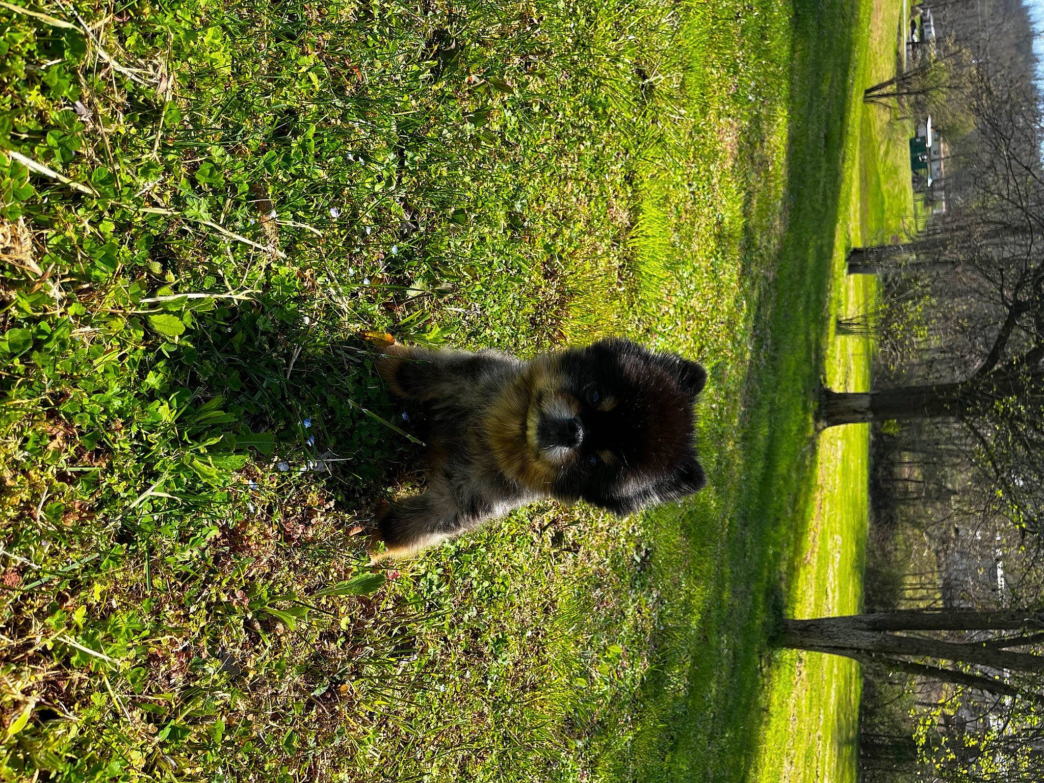 Tan joined the competition — help win amazing prizes! biome, canidae, carnivore, dog_breed, fawn, felidae, fur, grass, grass_family, groundcover, plant, shrub, snout, sporting_group, tail, terrestrial_animal, tree, trunk, window, wood