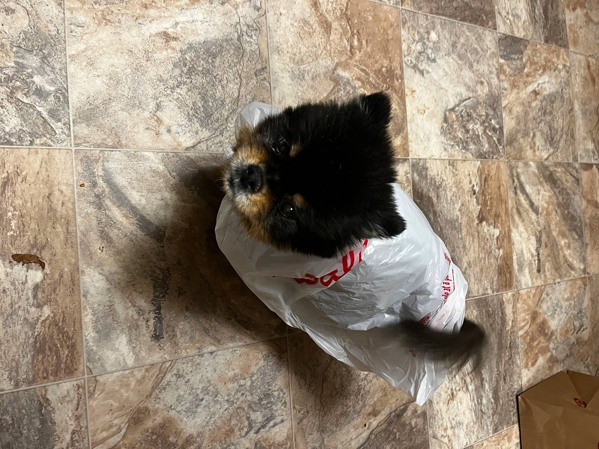 Tan is registered to the contest to win money with this photo: canidae, carnivore, companion_dog, concrete, dog_breed, domestic_short_haired_cat, fawn, felidae, flooring, fur, grey, guinea_pig, road_surface, small_to_medium_sized_cats, sporting_group, tail, whiskers, window, wood, working_animal