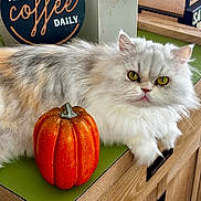 Emma joined the competition — help win amazing prizes! cat, fluffy_cat, pumpkin, wooden_cabinet, green_mat, decorative_sign, coffee_sign, indoor, yellow_eyes, pet, furniture, home_decor, tabletop, orange, white, grey, relaxed, closeup, domestic_animal, cozy