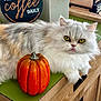 cat, fluffy_cat, pumpkin, wooden_cabinet, green_mat, decorative_sign, coffee_sign, indoor, yellow_eyes, pet, furniture, home_decor, tabletop, orange, white, grey, relaxed, closeup, domestic_animal, cozy