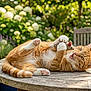 Boly participe au concours pour gagner de l'argent avec cette photo : cat, orange_tabby, tabby, pet, toy_mouse, playing, paws, whiskers, wooden_table, outdoor, garden, potted_plant, succulent, chair, blanket, sunlit, bokeh, greenery, relaxed, cute