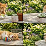 cat, ginger_cat, tabby_cat, outdoor, garden, wooden_table, succulent, plant, flower, greenery, paws, whiskers, playful, pet, relaxed, closeup, toy_mouse, sunlight, bench, mischievous