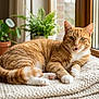 Boly participe au concours pour gagner de l'argent avec cette photo : cat, ginger_cat, tabby, pet, indoor, window, blanket, houseplant, succulent, books, wooden_table, cozy, paws, whiskers, ears, looking_at_camera, lounging, sunlight, portrait, domestic_animal