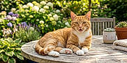 Boly a rejoint le concours — aidez-le/la à gagner de superbes lots ! cat, ginger_cat, tabby, feline, pet, outdoor, garden, wooden_table, potted_plant, succulent, blanket, chair, flowers, hydrangea, greenery, sunlit, whiskers, paws, relaxed, portrait