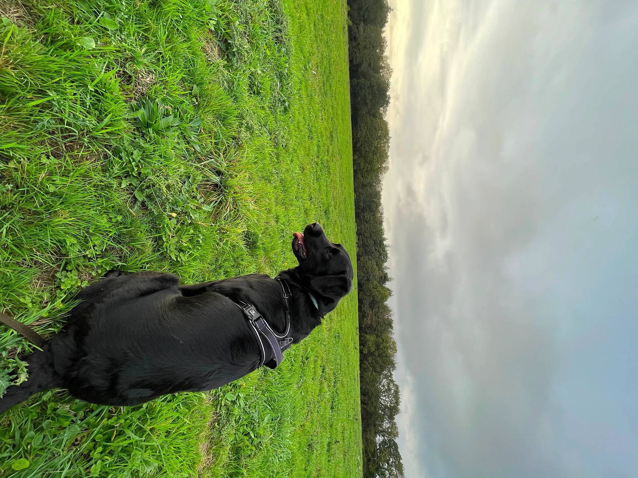 Suzette a rejoint le concours — aidez-le/la à gagner de superbes lots ! cloud, glove, grass, grassland, landscape, pasture, people_in_nature, personal_protective_equipment, plant, recreation, reflection, shadow, sky, sporting_group, tail, tints_and_shades, tree, trunk, wood