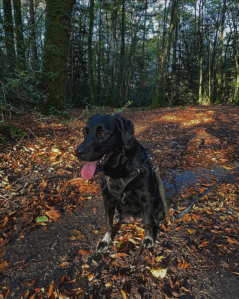 Suzette a rejoint le concours — aidez-le/la à gagner de superbes lots ! carnivore, dog, dog_breed, forest, grass, jungle, landscape, natural_landscape, northern_hardwood_forest, plant, recreation, soil, sporting_group, tail, temperate_broadleaf_and_mixed_forest, trail, tree, wood, woodland, working_animal