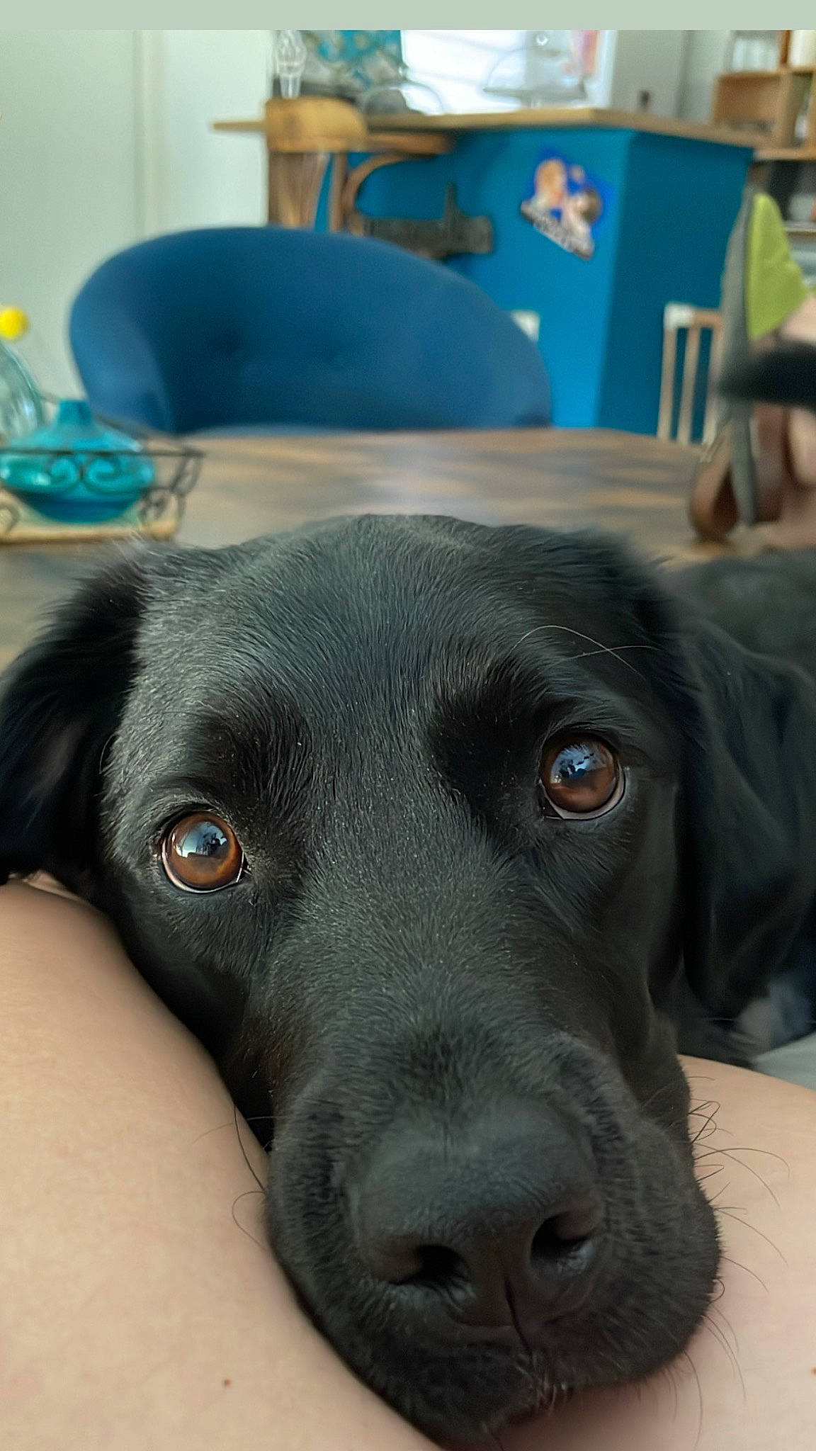 Suzette participe au concours pour gagner de l'argent avec cette photo : blue, borador, canidae, carnivore, companion_dog, dog, dog_breed, ear, eye, fawn, fur, hat, liver, pet_supply, retriever, snout, sporting_group, sun_hat, whiskers, working_animal